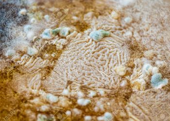 What Role Does Texture Play in Taste Perception?