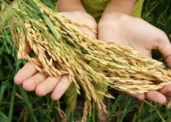 Can Taste Evolve Over Time with New Experiences?