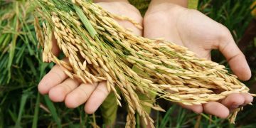 Can Taste Evolve Over Time with New Experiences?