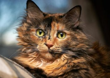 Can You Practice Mindfulness While Doing Chores?