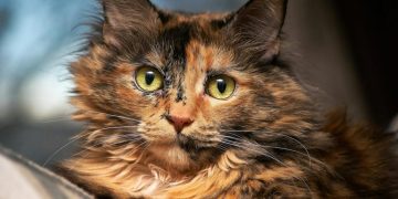 Can You Practice Mindfulness While Doing Chores?